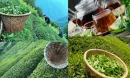 Çay Yetiştirme: Doğadan Sofraya Uzanan Lezzetli Bir Serüven